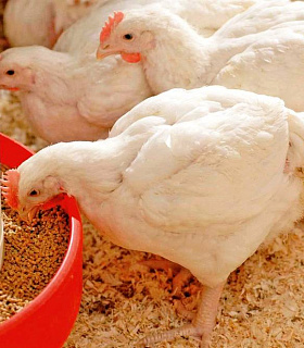 Исследование птицеводства: влияние животного белка на здоровье и выход яйца