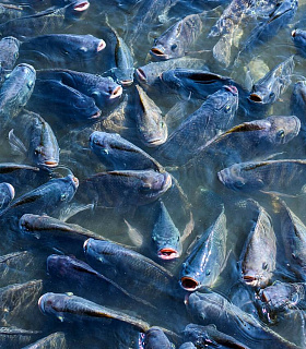 Новое партнёрство в аквакультуре и селекции рыб