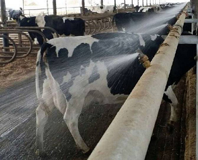 Выведение потеющих коров для жарких регионов